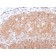 Biotium BNC043117-100, CD19 (B-Lymphocyte Marker)(CD19/3117), CF405S conjugate, 0.1mg/mL