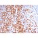 Biotium BNC043125-100, CD3e (T-Cell Marker)(C3e/3125R), CF405S conjugate, 0.1mg/mL
