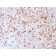 Biotium BNC043171-100, CD3e (T-Cell Marker)(C3e/3171R), CF405S conjugate, 0.1mg/mL