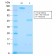 Biotium BNC043176-100, ACTH (Adrenocorticotrophic Hormone) (C-Terminus)(rCLIP/1418), CF405S conjugate, 0.1mg/mL