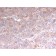 Biotium BNC043185-100, Adipophilin / Perilipin-2 (Marker of Lipid Accumulation)(rADFP/1493), CF405S conjugate, 0.1mg/mL