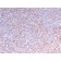 Biotium BNC043218-100, ALK (Anaplastic Lymphoma Kinase) / CD246(ALK/3218R), CF405S conjugate, 0.1mg/mL