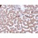 Prohibitin (Mitochondrial Marker)(PHB/3225), CF405S conjugate, 0.1mg/mL
