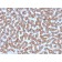 Prohibitin (Mitochondrial Marker)(PHB/3227), CF405S conjugate, 0.1mg/mL