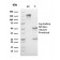 Biotium BNC043249-500, CD1a / HTA1 (Mature Langerhans Cells Marker)(C1A/3249), CF405S conjugate, 0.1mg/mL