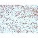 Biotium BNC043275-500, Cathepsin D (Tumor Marker)(CTSD/3275), CF405S conjugate, 0.1mg/mL