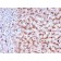 Biotium BNC043276-100, Cathepsin D (Tumor Marker)(CTSD/3276), CF405S conjugate, 0.1mg/mL