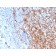 Biotium BNC043337-500, CD11b / MAC-1 (Microglial Marker)(ITGAM/3337), CF405S conjugate, 0.1mg/mL