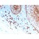 Biotium BNC043339-100, CD11b / MAC-1 (Microglial Marker)(ITGAM/3339), CF405S conjugate, 0.1mg/mL