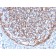 Biotium BNC043340-100, CD11b / MAC-1 (Microglial Marker)(ITGAM/3340), CF405S conjugate, 0.1mg/mL