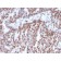 Estrogen Receptor, alpha (Marker of Estrogen Dependence)(ESR1/3342), CF405S conjugate, 0.1mg/mL