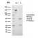 CELA3B / ELA3B (Pancreatic Function Marker)(rCELA3B/1811), CF405S conjugate, 0.1mg/mL