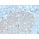 CD81 / TAPA-1 (rC81/3442), CF405S conjugate, 0.1mg/mL