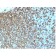 HLA-Pan (MHC II)(rHLA-Pan/3475), CF405S conjugate, 0.1mg/mL