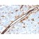 Biotium BNC043526-100, CD31 / PECAM-1 (Endothelial Cell Marker)(PECAM1/3526), CF405S conjugate, 0.1mg/mL