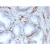 Biotium BNC043527-100, CD31 / PECAM-1 (Endothelial Cell Marker)(PECAM1/3527), CF405S conjugate, 0.1mg/mL