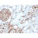 Biotium BNC043528-500, CD31 / PECAM-1 (Endothelial Cell Marker)(PECAM1/3528), CF405S conjugate, 0.1mg/mL
