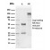 Biotium BNC043540-500, CD31 / PECAM-1 (Endothelial Cell Marker)(PECAM1/3540), CF405S conjugate, 0.1mg/mL