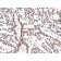 Estrogen Receptor, alpha (Marker of Estrogen Dependence)(ESR1/3556), CF405S conjugate, 0.1mg/mL