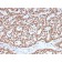 Estrogen Receptor, alpha (Marker of Estrogen Dependence)(ESR1/3557), CF405S conjugate, 0.1mg/mL