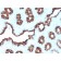 pS2 / pNR-2 / TFF1 (Estrogen-Regulated Protein)(rTFF1/1091), CF405S conjugate, 0.1mg/mL