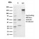 Erythropoietin (EPO) (Marker of Placentation Disorders)(rEPO/1367), CF405S conjugate, 0.1mg/mL