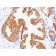 ODC-1 (Ornithine Decarboxylase-1)(ODC1/485), CF405M conjugate, 0.1mg/mL