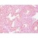 Chromogranin A(CHGA/798), CF405M conjugate, 0.1mg/mL