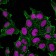 CD44 Standard(DF1485), CF405M conjugate, 0.1mg/mL