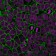 E-Cadherin / CD324 (Intercellular Junction Marker) (4A2), CF405M conjugate, 0.1mg/mL