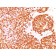 CD45 / LCA (B-Cell Marker)(rPTPRC/1460), CF405M conjugate, 0.1mg/mL