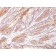 CD66 (CEA)(COL-1), CF640R conjugate, 0.1mg/mL