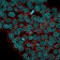 Ep-CAM / CD326(VU-1D9), CF640R conjugate, 0.1mg/mL