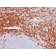 CD43(DF-T1), CF640R conjugate, 0.1mg/mL