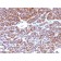 CD10(CB-CALLA), CF640R conjugate, 0.1mg/mL