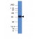Cytokeratin 8(K8/383), CF640R conjugate, 0.1mg/mL