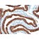 Cytokeratin 19(Ks19.1), CF640R conjugate, 0.1mg/mL