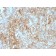 CD147(8D6), CF640R conjugate, 0.1mg/mL