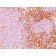 CD6(3F7B5), CF640R conjugate, 0.1mg/mL