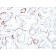 Cytokeratin, HMW(34BE12), CF640R conjugate, 0.1mg/mL