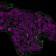 HER-2 / CD340(HRB2/451), CF640R conjugate, 0.1mg/mL