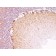 Neurofilament (NF-H)(RT-97), CF640R conjugate, 0.1mg/mL