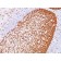 PCNA(PC10), CF640R conjugate, 0.1mg/mL