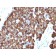 ODC-1 (Ornithine Decarboxylase-1)(ODC1/486), CF640R conjugate, 0.1mg/mL