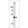 PAX7(PAX7/497), CF640R conjugate, 0.1mg/mL