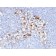 CD146 / MCAM / MUC18 / Mucin 18(C146/634), CF640R conjugate, 0.1mg/mL