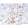 Human Lambda Light Chain(LAM03), CF640R conjugate, 0.1mg/mL