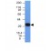 PCNA(PCNA/694), CF640R conjugate, 0.1mg/mL