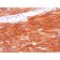 VEGFR2 / Flk-1 / KDR3 / CD309(KDR721), CF640R conjugate, 0.1mg/mL