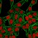 Ku-Holo (p70;83)(KU729), CF640R conjugate, 0.1mg/mL